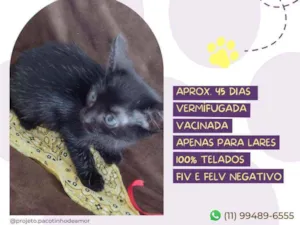 Gato raça Srd idade 2 a 6 meses nome Ana julia