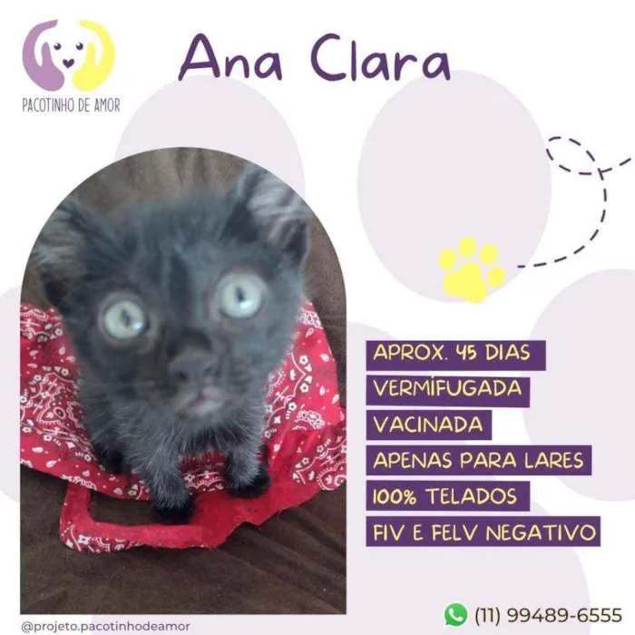 Gato raça Srd idade 2 a 6 meses nome Ana clara