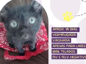 Gato raça Srd idade 2 a 6 meses nome Ana clara