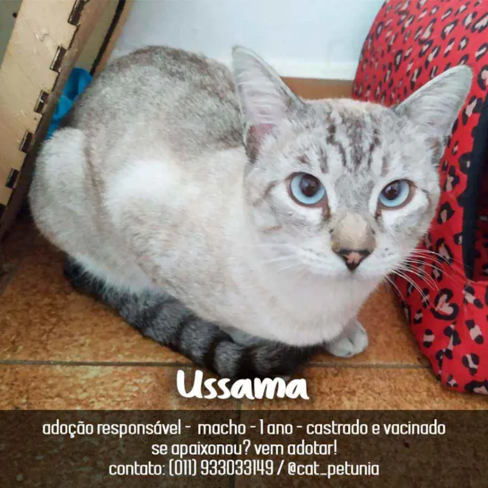 Gato ra a SRD - SEM RAÇA DEFINIDA idade 1 ano nome Ussama