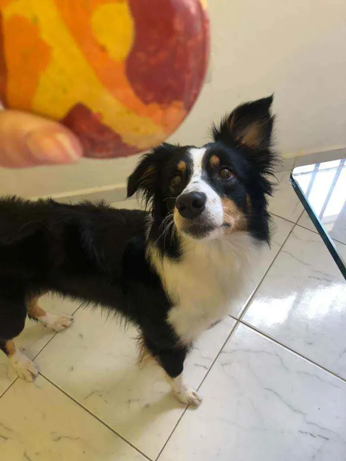 Cachorro ra a Border collie idade 5 anos nome Ducka 