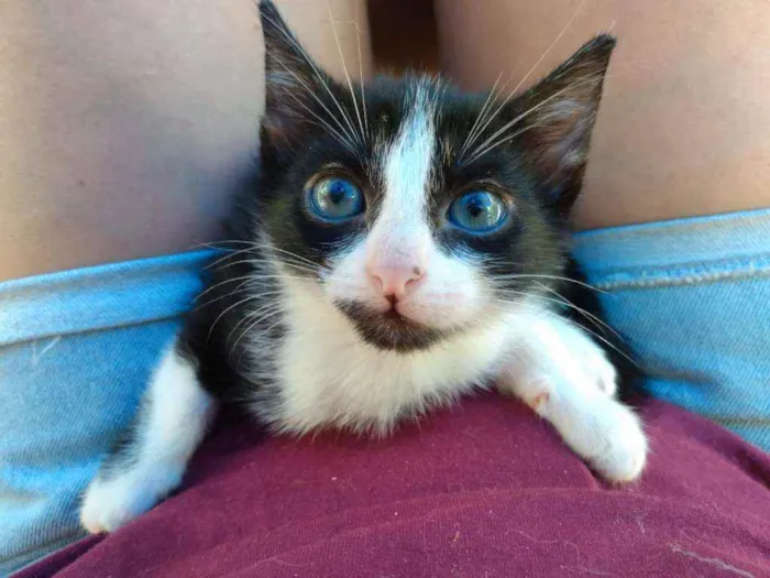 Gato ra a Frajolinha idade Abaixo de 2 meses nome Fígaro