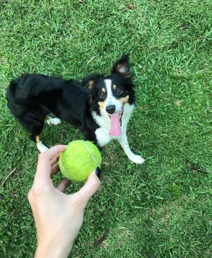 Cachorro ra a Border collie idade 5 anos nome Ducka 