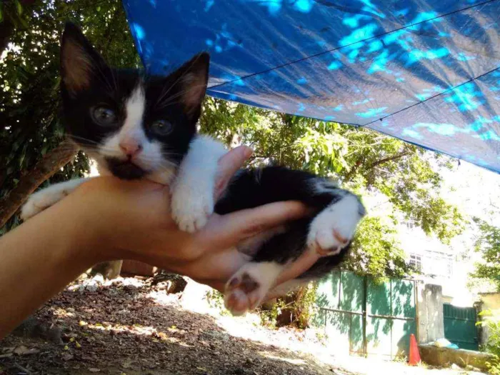 Gato ra a Frajolinha idade Abaixo de 2 meses nome Fígaro