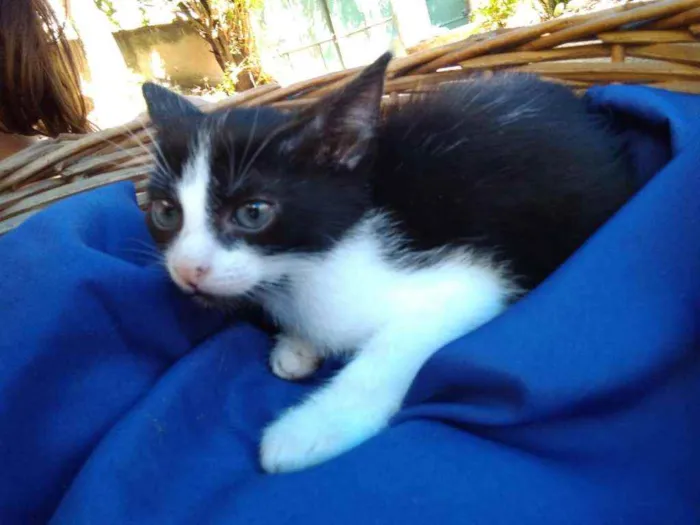 Gato ra a Frajolinha idade Abaixo de 2 meses nome Fígaro