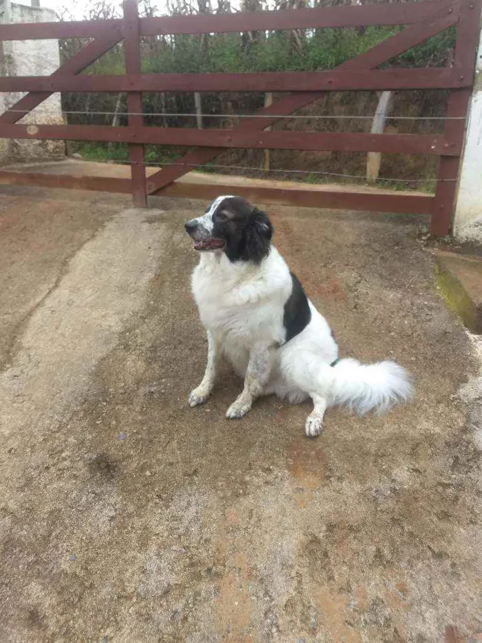 Cachorro ra a Boder Colie idade 6 ou mais anos nome Roque