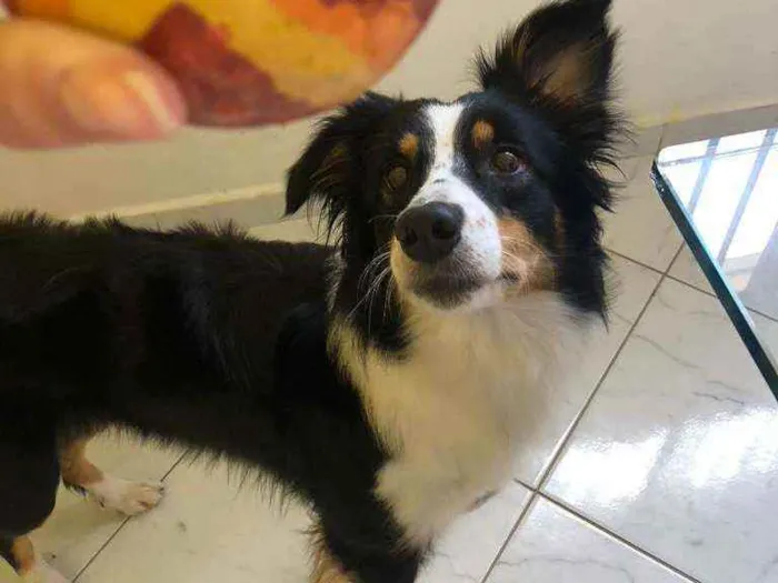 Cachorro ra a Border collie idade 5 anos nome Ducka 