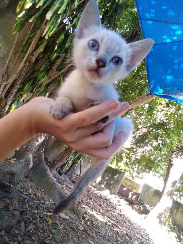 Gato ra a SRD  idade Abaixo de 2 meses nome Yoda