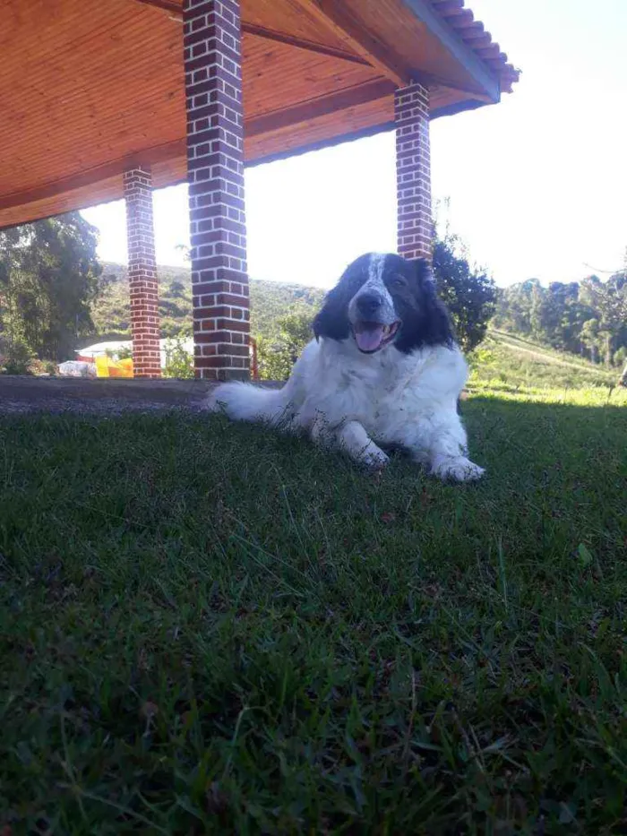 Cachorro ra a Boder Colie idade 6 ou mais anos nome Roque