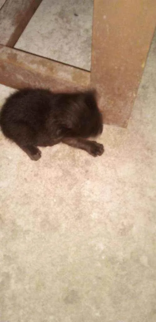 Gato raça Sem raça definida  idade Abaixo de 2 meses nome Sem nome 