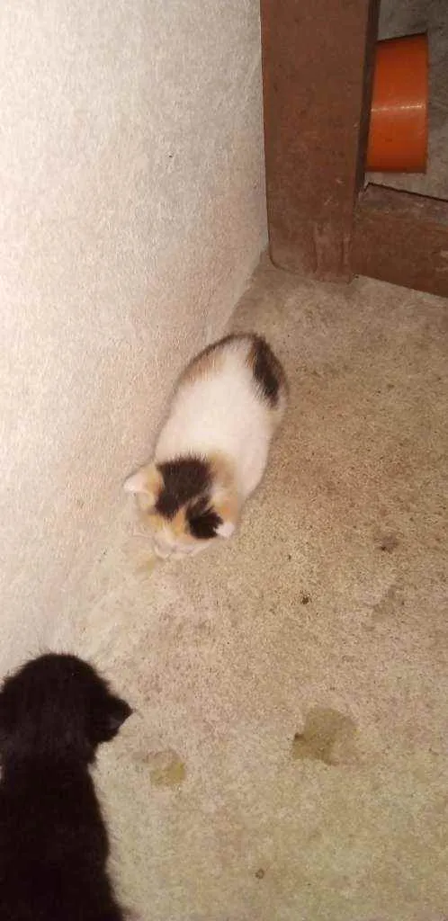 Gato raça Sem raça definida  idade Abaixo de 2 meses nome Sem nome 