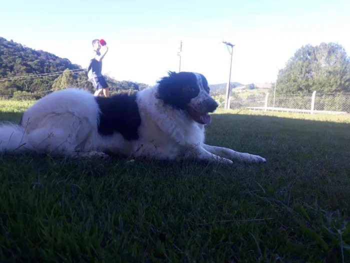 Cachorro ra a Boder Colie idade 6 ou mais anos nome Roque