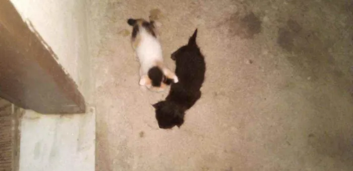 Gato raça Sem raça definida  idade Abaixo de 2 meses nome Sem nome 