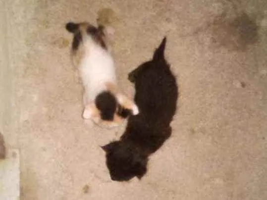 Gato raça Sem raça definida  idade Abaixo de 2 meses nome Sem nome 