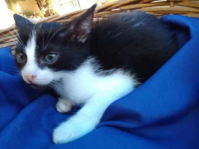 Gato ra a Frajolinha idade Abaixo de 2 meses nome Fígaro