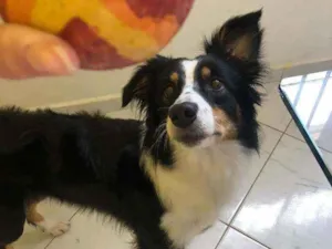 Cachorro raça Border collie idade 5 anos nome Ducka 