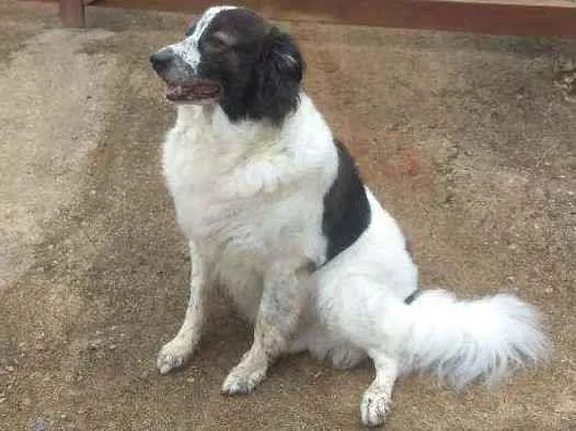 Cachorro ra a Boder Colie idade 6 ou mais anos nome Roque