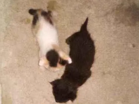 Gato raça Sem raça definida  idade Abaixo de 2 meses nome Sem nome 