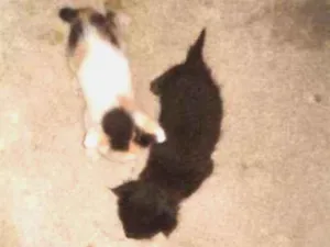 Gato raça Sem raça definida  idade Abaixo de 2 meses nome Sem nome 