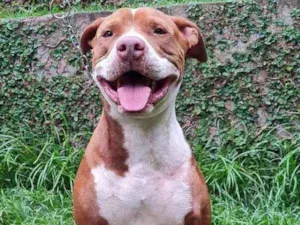 Cachorro raça Pit bull idade 4 anos nome Carlota