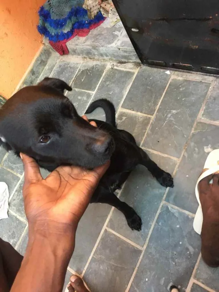 Cachorro ra a Labrador misturado com viralat idade 2 anos nome Negão 