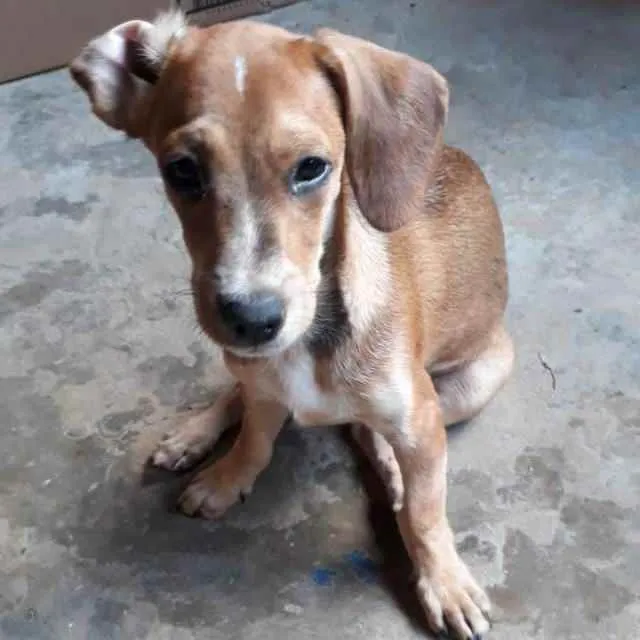 Cachorro raça SRD idade 7 a 11 meses nome Scooby