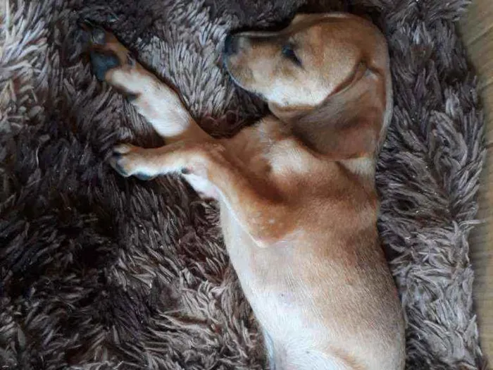 Cachorro raça SRD idade 7 a 11 meses nome Scooby