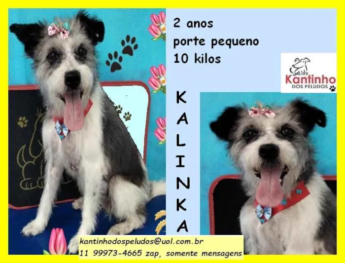 Cachorro ra a SRD idade 2 anos nome Kalinka