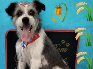 Cachorro raça SRD idade 2 anos nome Kalinka