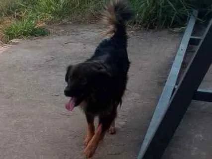 Cachorro raça Srd grande idade 2 anos nome Lobinho