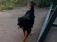 Lobinho