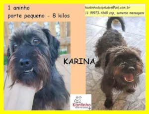 Cachorro raça SRD idade 1 ano nome Karina