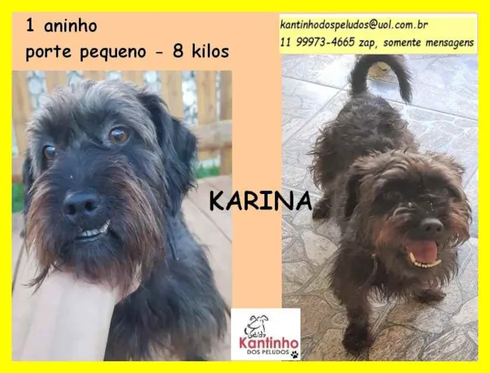 Cachorro raça SRD idade 1 ano nome Karina