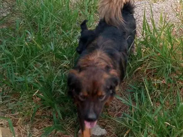 Cachorro raça Srd grande idade 2 anos nome Lobinho