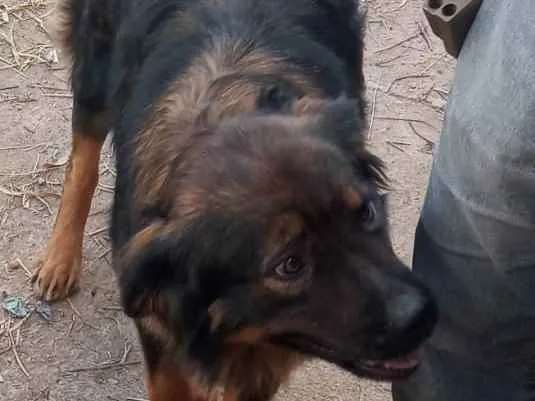 Cachorro raça Srd grande idade 2 anos nome Lobinho