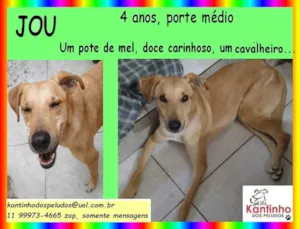 Cachorro raça SRD idade 4 anos nome Jou