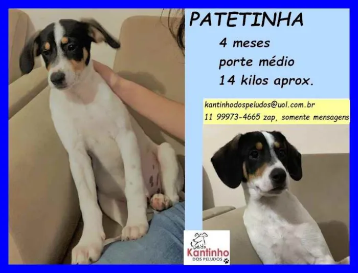 Cachorro raça SRD idade 2 a 6 meses nome Patetinha
