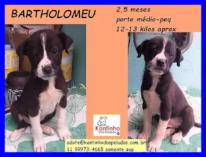 Cachorro raça SRD idade 2 a 6 meses nome Bartholomeu