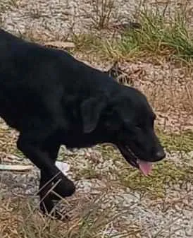 Cachorro raça Srd media idade 2 anos nome Pandora