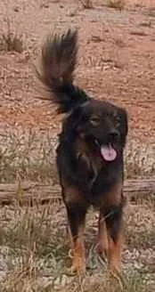 Cachorro raça Srd grande idade 2 anos nome Lobinho