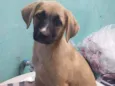 Cachorro raça SRD idade 2 a 6 meses nome Yara