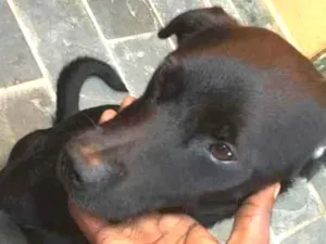 Cachorro raça Labrador misturado com viralat idade 2 anos nome Negão 