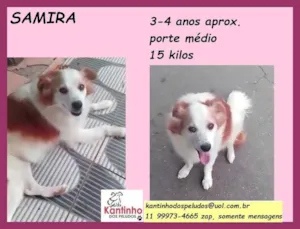 Cachorro raça SRD idade 3 anos nome Samira