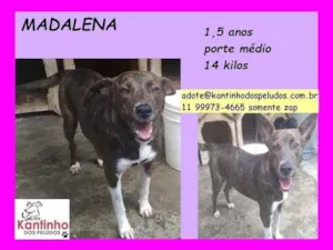 Cachorro raça SRD idade 1 ano nome Madalena