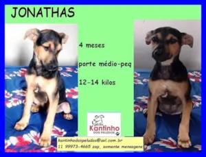 Cachorro raça SRD idade 2 a 6 meses nome Jonathas