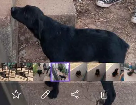 Cachorro raça Srd idade 2 a 6 meses nome Pretinha