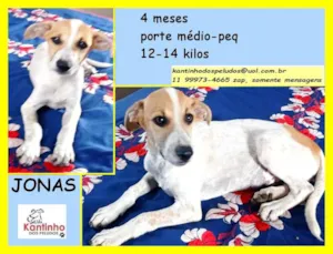 Cachorro raça SRD idade 2 a 6 meses nome Jonas