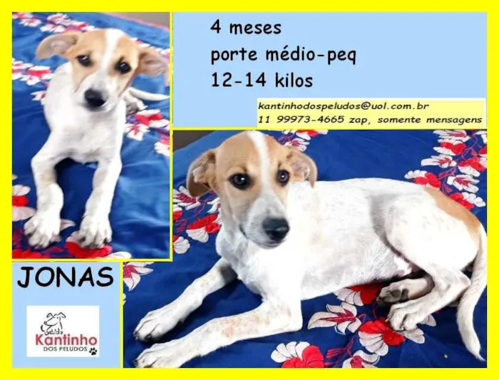 Cachorro ra a SRD idade 2 a 6 meses nome Jonas