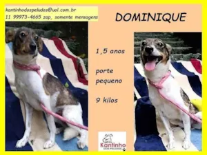 Cachorro raça SRD idade 1 ano nome Dominique