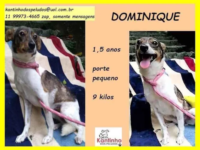 Cachorro raça SRD idade 1 ano nome Dominique